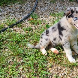 Border Collie, Miniature American Shepherd, and Miniature Australian Shepherd Puppies from Greenbriar Hills