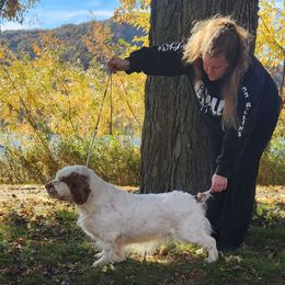 Rissy - Clumber Spaniel