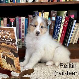 Reiltin (rail-teen) - White merle female Collie puppy in Hinckley, Minnesota from Rusty Spur Collies