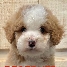 Bernedoodles, Goldendoodles, and Havapoos from Kruger Doodles