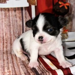 Gypsy - Black and white female Chihuahua puppy in Palmyra, Indiana from Country Star Chihuahuas
