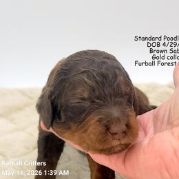 Creme Brulee (Gold collar) - Sable male Poodle puppy in Santa Cruz, California from Furball Forest Poodles