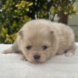 Willie Nelson - Blue merle male Pomeranian puppy in Sandia, Texas from Broken Arrow Poms