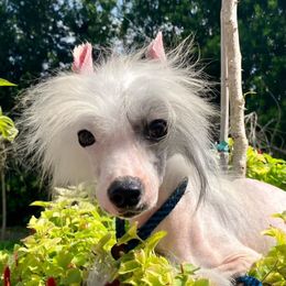 Chester - White and black Chinese Crested puppy in Lutz, Florida from Halcyon Chinese Cresteds