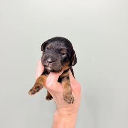 Uncle Fester - Black and tan male Cavapoo puppy in Springfield, Ohio from Dawson & Daryn's Royal Companions