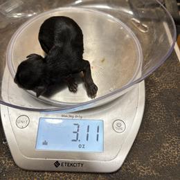 Girl 4 - Black and gold female Yorkshire Terrier puppy in Phoenix, Arizona from Coursey’s Yorkies