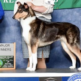 ZuZu - Collie