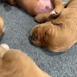 Goldendoodle Puppies from South Georgia Golden Doodle Ranch LLC