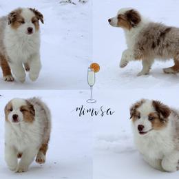 Mimosa - Red merle female Australian Shepherd puppy in Springville, New York from RisingStar Australian Shepherds