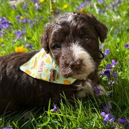 Deb - White and red female Bordoodle puppy in Canfield, Ohio from Poo's Doo's & Inu's