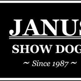 Mudi and Toy Fox Terrier All Grown Up from JANUS Mudis & Toy Fox Terriers