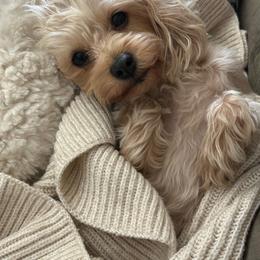 Penelope (Penny) - Gold female Morkie puppy in Tucson, Arizona from Sun-Kissed Morkies