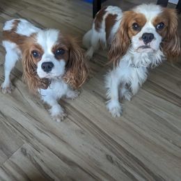 Cavalier King Charles Spaniel puppies from One Big Cavy Family