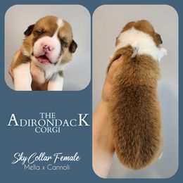 Sky Blue Collar - Red female Pembroke Welsh Corgi puppy in Warrensburg, New York from The Adirondack Corgi