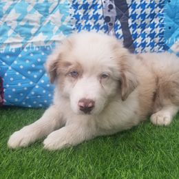 Australian Shepherd Puppies from Sarco Creek Ranch
