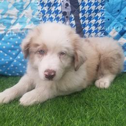 Australian Shepherd Puppies from Sarco Creek Ranch