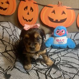 Rose Bud - Black and tan female Yorkshire Terrier puppy in Paris, Tennessee from Nolan’s Yorkie Farm
