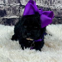 Dorthy - Black female Poodle puppy in Lancaster, Missouri from Cavapoo Acres