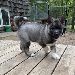 Bob - Gray and white male Siberian Husky puppy in Colfax, Wisconsin from Grove’s Siberian Huskies