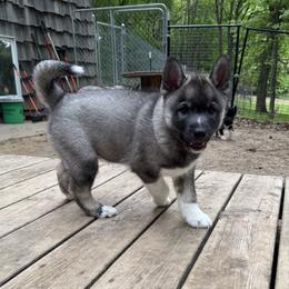 Bob - Gray and white male Siberian Husky puppy in Colfax, Wisconsin from Grove’s Siberian Huskies
