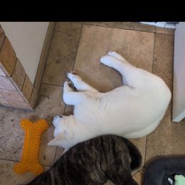 Akita, American Corgi, Cardigan Welsh Corgi, and Great Pyrenees Puppies from WeVolution Off-Grid