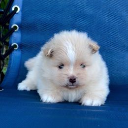 Boy 2 - Black parti male Pomeranian puppy in Green Cove Springs, Florida from Natasha's Ark of Joy