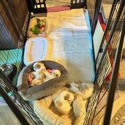 Japanese Chin Puppies from CindyLynnsChins