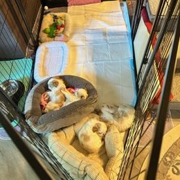 Japanese Chin Puppies from CindyLynnsChins