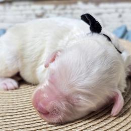 Blanco - Petite Mini - Cream male Goldendoodle puppy in Austin, Texas from Austin Doodles & Poodles