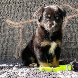 Midnight - Black Miniature Australian Shepherd puppy in Muldrow, Oklahoma from 3B Aussies