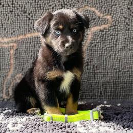 Midnight - Black Miniature Australian Shepherd puppy in Muldrow, Oklahoma from 3B Aussies