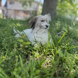 Havanese Puppies from Home with Havanese