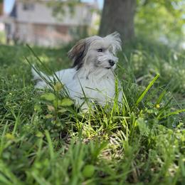 Havanese Puppies from Home with Havanese