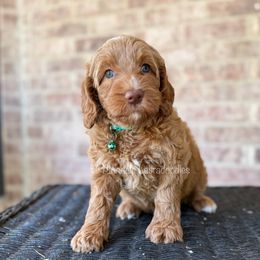 Jasmine (Teal) - Caramel red female Australian Labradoodle puppy in San Antonio, Texas from Pinnacle Labradoodles