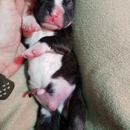 Boxer Puppies from Winchester Boxers