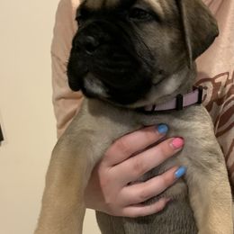 Bullmastiff Puppies from Curnwood’s Bullmastiff’s