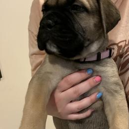 Bullmastiff Puppies from Curnwood’s Bullmastiff’s