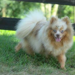 Willow - Pomeranian