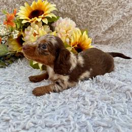 Brooklyn - Dapple female Dachshund puppy in Colbert, Oklahoma from Brooke Crenshaw