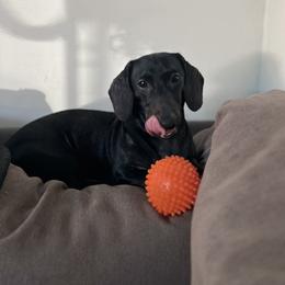 Dachshund All Grown Up from CasadeWeens