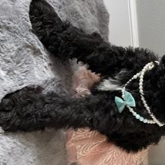 Girl 2 - Saint Berdoodle puppy in Orenco, Oregon from My-T Saint Berdoodles