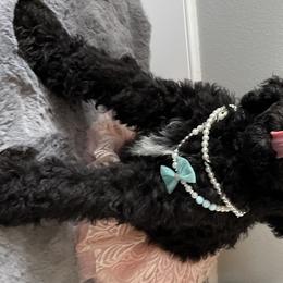 Girl 2 - Saint Berdoodle puppy in Orenco, Oregon from My-T Saint Berdoodles