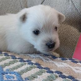 Red Boy - White male West Highland White Terrier puppy in Macy, Indiana from Country Grove Breeding LLC