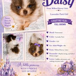Daisy - Chocolate parti female Pomeranian puppy in Cropwell, Alabama from Poms On The Lake