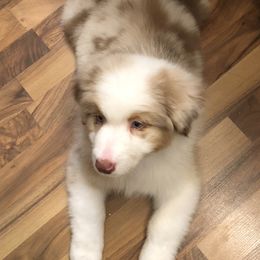 Australian Shepherd Puppies from NorthRidge Australian Shepherds