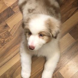 Australian Shepherd Puppies from NorthRidge Australian Shepherds