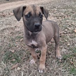 Fawn Female 1 - Fawn female Great Dane puppy in Cunningham, Kansas from Garden Grove Great Danes