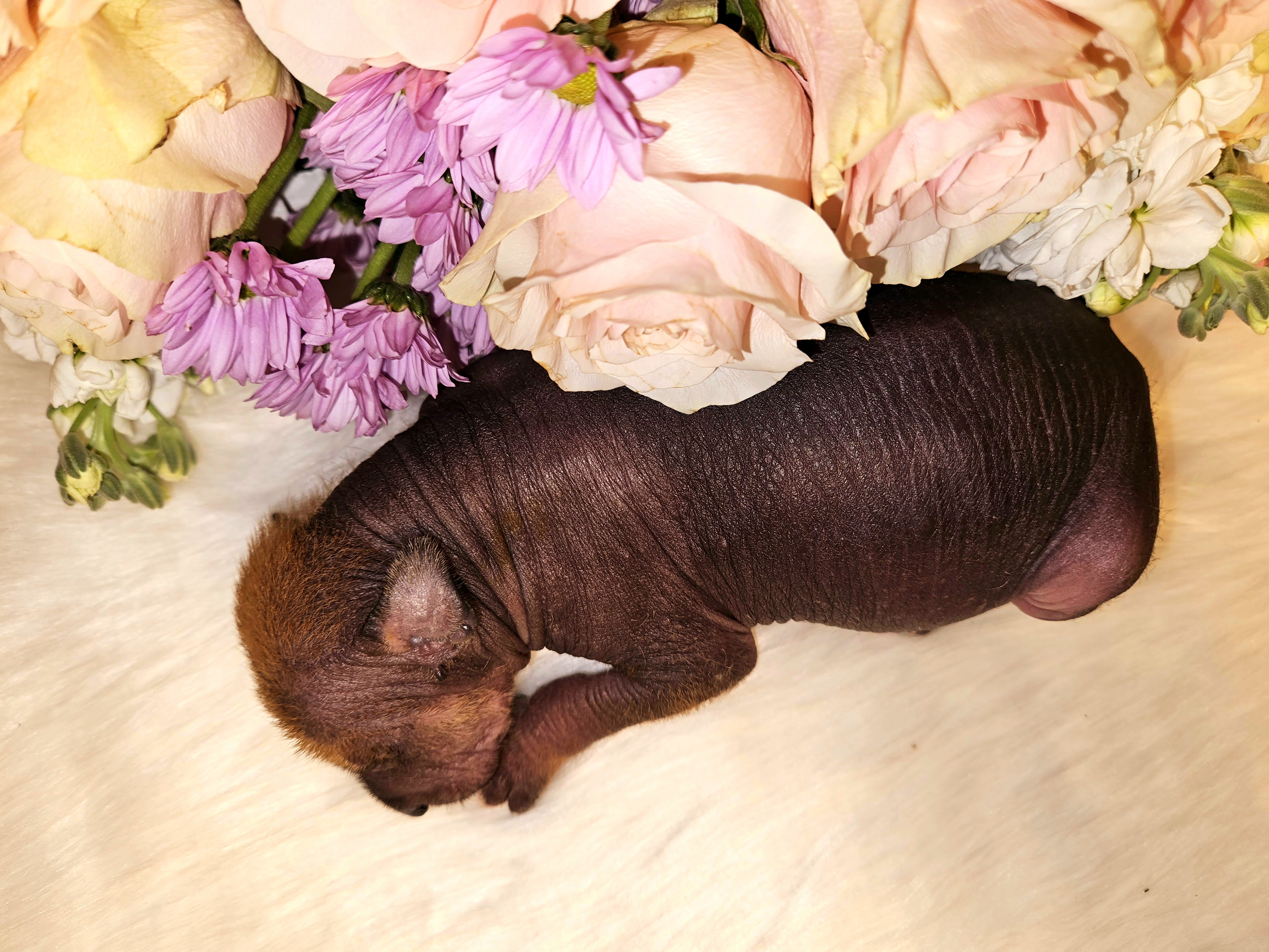 Xoloitzcuintli Puppies from Experience The Wild