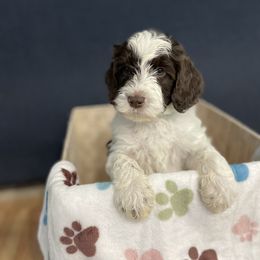 Princeton - Cream male Australian Labradoodle puppy in Broomfield, Colorado from Colorado Labradoodle