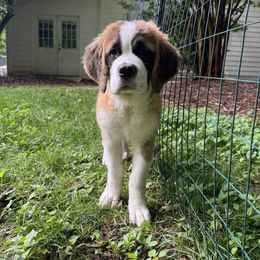Companion Cross and Saint Bernard Puppies from Coleman Saint Bernards of Ohio